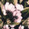 Henry - digitrikoo, vaaleanpunaisia kukkia,mustalla pohjalla